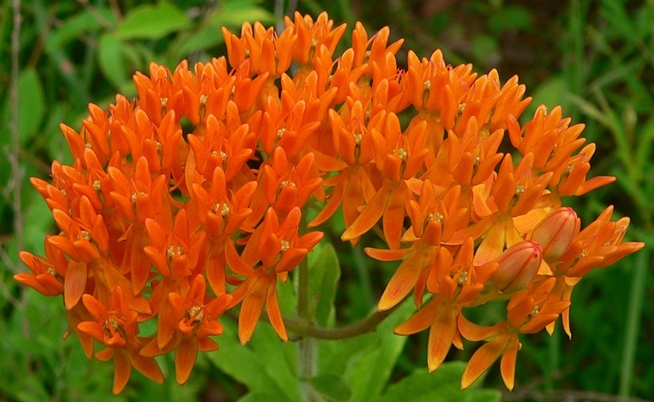 {Asclepias tuberosa}